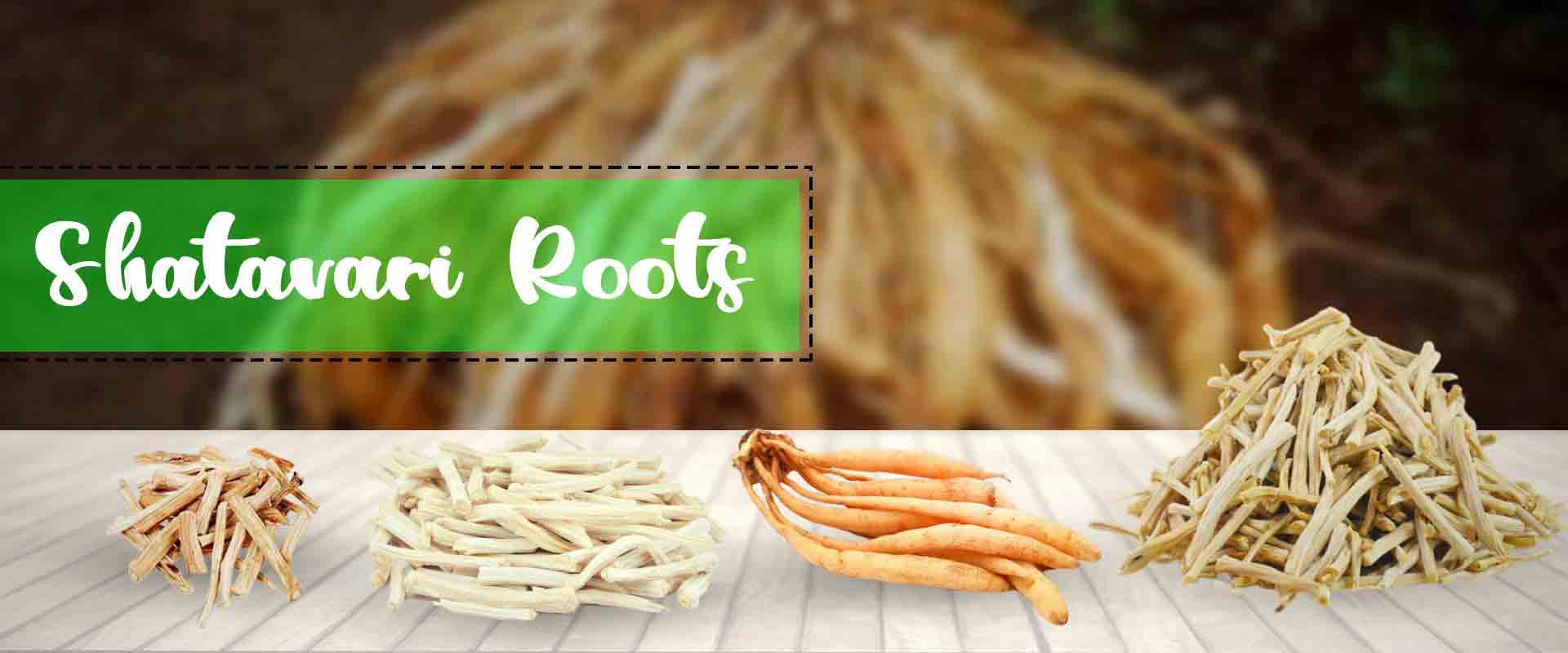 Shatavari Root Suppliers 