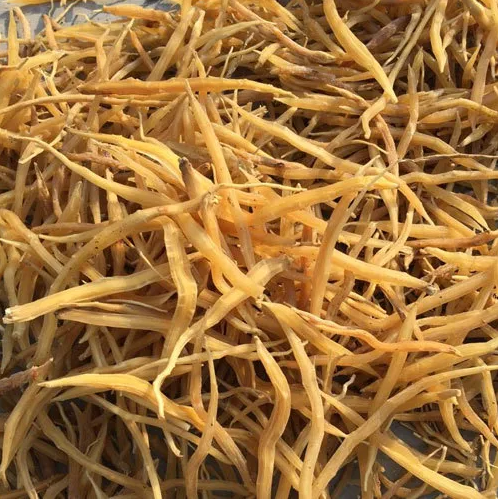 Dried Shatavari Root Producer