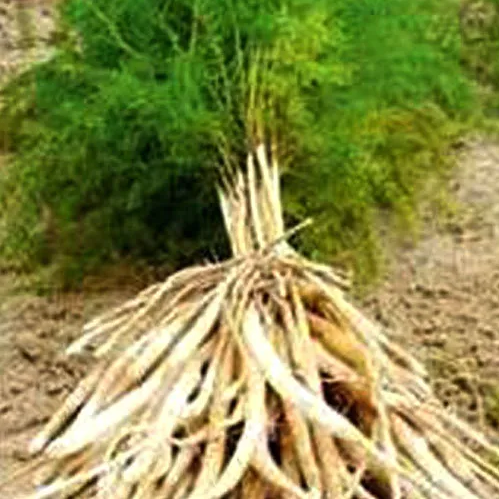 White Shatavari Root Producer