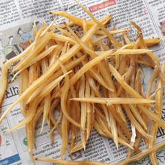 Organic Shatavari Root Producer