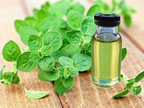 Oregano Extract